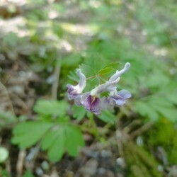 IMG_20250428_13095257ab6bbf662eaa6d