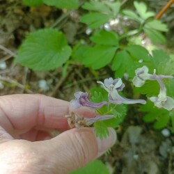 IMG_20250428_13121771a4784090c52793