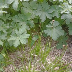 IMG_20250430_142526c61f1c64c1ad20e3