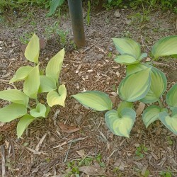 IMG_20250531_120749d9d0d2e79c7533ef