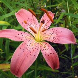 51301936482_1d76fa4739_b4ecf9e9413d479243