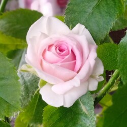 gelato-8-febef63733d035ff0b9