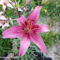 i-4527c3c30d0dff24bba