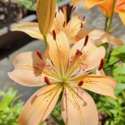 OTjidwSi7ckoaZ-1-u6BY1TnQvieT59eC2CAzr3Pwhf3QsChK4IIyrXqchLrw5_MWz8exXbYg-cT47h6wjT09l6h2f47808eac4885a4b