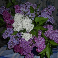 BUKET51b81ce60315a73e