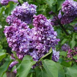 PUANKARE-BOT-SAD36b022304ea0d106