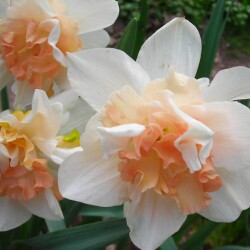 delnashaugh_1a11b484c35c899ce