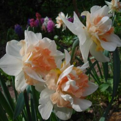 delnashaugh_2040ff2c3384d9815