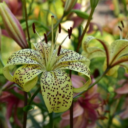 53052344381_b28dedc9c9_b081bd6a1e83037b7