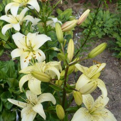 OSGRP1400835-2018c04768143243924f