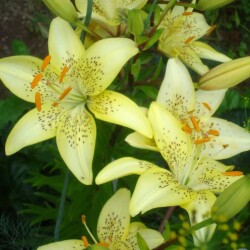 i-2258371b2441231251