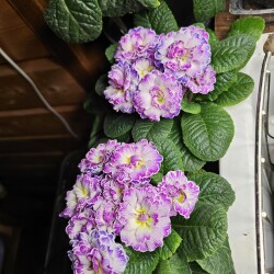 20260227_2149423576138e52a5afcf