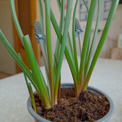 IMG_20260310_11524084c389c076358916