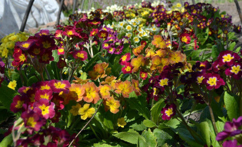 ковёр перс заставка