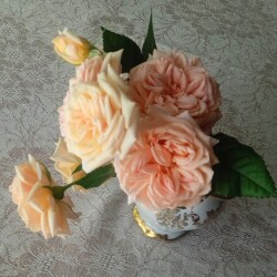 opal-26-m10cfda22d3e73d50