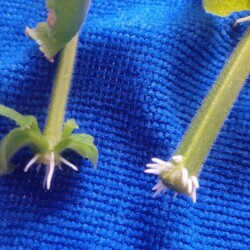 roots-verbe3104668d22be7f4