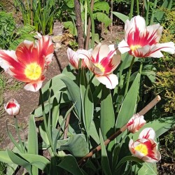 Carnaval-de-Rio-26-m21cf7ac235506ab9