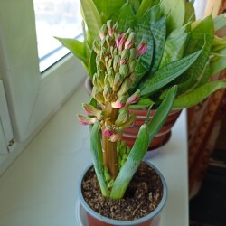 IMG_20260313_161035f86f67db92d2f5b0