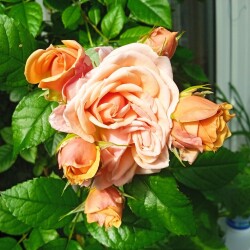 Opal-V-3-apredf117feb7b16a3c