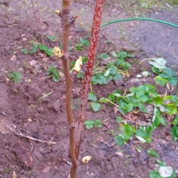 PAMYTI-Z-5-418f7d9f7e4f2eb41