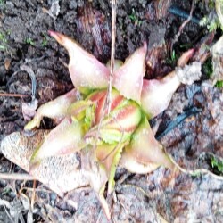 primula-24382d113e1eaf727