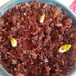 MARTAGON-6-APR0eb6638fb60f4d36