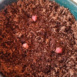 wild-6-apr2aa72db66b09569a