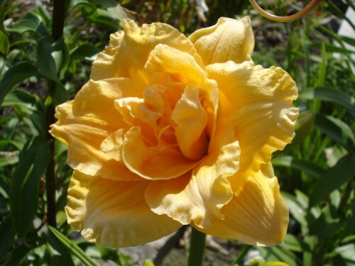 Patricia (Патрисия)