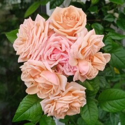 opal-victory-16-apr00e2343325009d3c