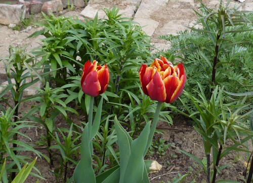 P1000819 2008 Allegretto