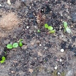 phlox-seedling-18-aprbddbcf8992c7aa28