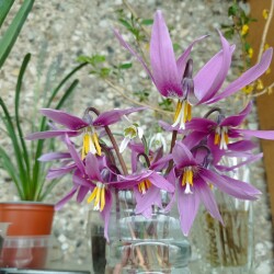 IMG_20260419_1517235fb5af9f670ebb4d