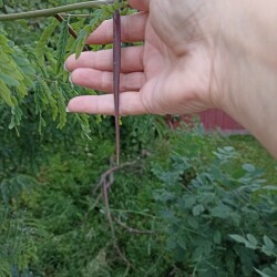 IMG_20240827_1931478fb654cd62bde2ba