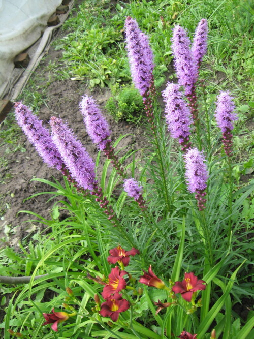 LIATRIS8859f4b53c040c94.jpg