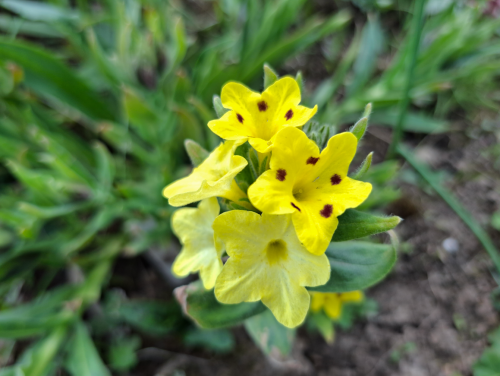OOROLIROLPRd250ae3f8dfedae1.png