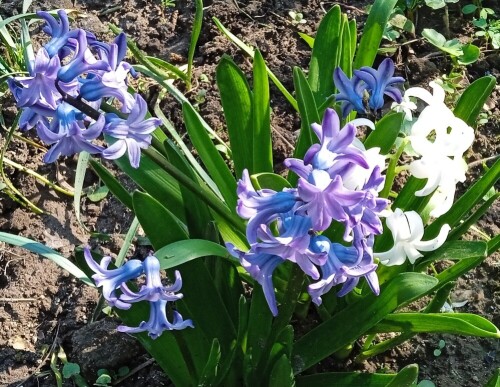 blue h 7 m