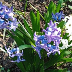 blue-h-7-m7eca013cb91ee853
