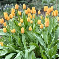 IMG_15786d3be7a503adaf0e
