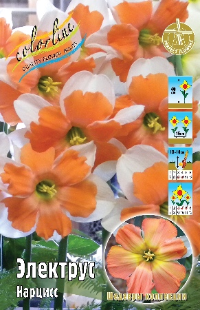 Narcissus-Electrus0a30f4709bb8bcab.jpg