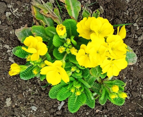 yellow-primula-10-m014f0de4a5837308.jpg
