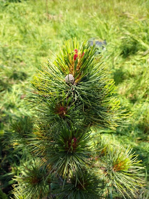 pinus_sibirica_28b289c5a8024a0734.jpg