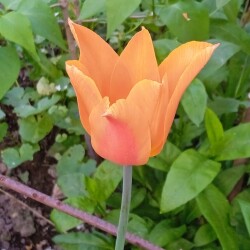 Ballerina-17-m22b7beda9760f641