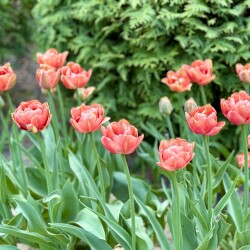 IMG_17108b37966e7760a3c6