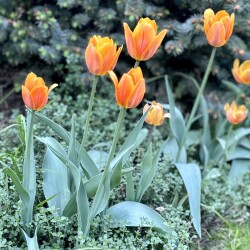 IMG_1724726ec2df1c206932