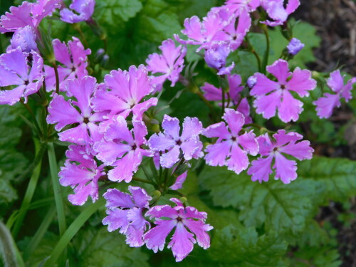 DSCN4306d70aa44bf78a4b22.jpg