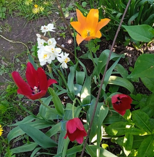 lily-tuip0877529bb2759f04.jpg
