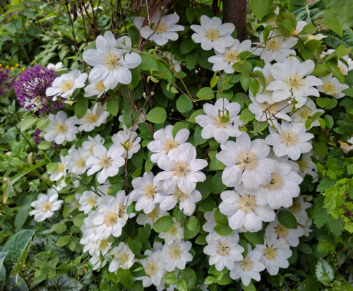 KLEMATIS89035eb492c6494b.png