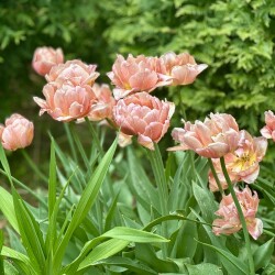 IMG_186133f2440bc3da27d6