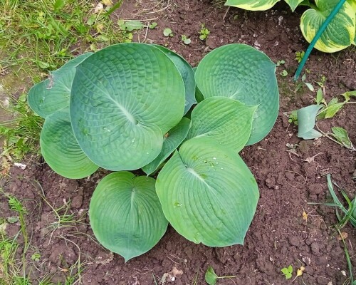 hosta-1-jundba99248ea1eba5d.jpg