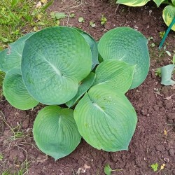 hosta-1-jundba99248ea1eba5d
